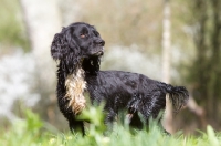 Picture of wet English Cocker Spaniel