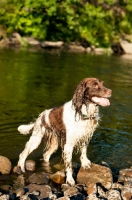 Picture of wet English Springer Spaniel near river side