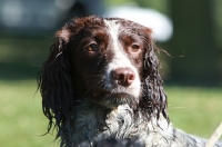 Picture of wet English Springer Spaniel portrait