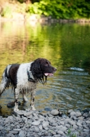 Picture of wet English Springer Spaniel