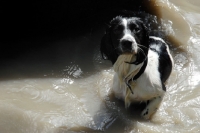 Picture of wet english springer standing in water