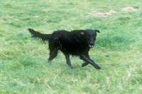 Picture of wet flat coat retriever galloping with ears flying