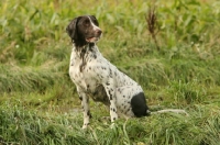 Picture of wet German Longhaired Pointer in field