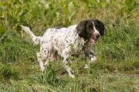 Picture of wet German Longhaired Pointer walking on grass