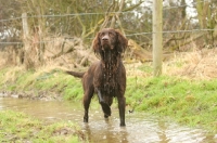 Picture of wet German Longhaired Pointer