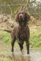 Picture of wet German Longhaired Pointer