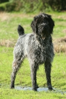 Picture of wet German Wirehaired Pointer