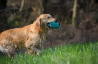 Picture of wet Golden retriever running with dummy