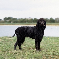 Picture of wet irish water spaniel