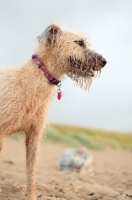 Picture of wet Lurcher on beach