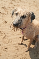 Picture of wet Lurcher sitting in sand