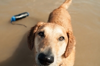 Picture of wet Mongrel dog standing in water