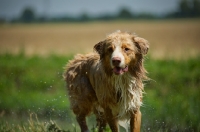 Picture of wet red merle australian shepherd