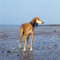 Picture of wet saluki on beach