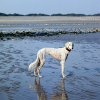 Picture of wet saluki standing on a beach 