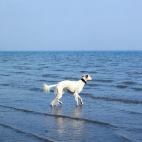 Picture of wet saluki walking into sea