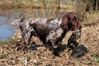 Picture of wet Small Munsterlander retrieving