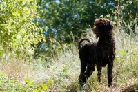 Picture of wet standard poodle, undocked