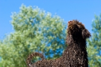 Picture of wet standard poodle