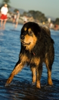 Picture of wet Tibetan Mastiff in water