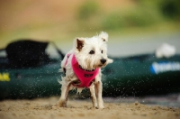 Picture of wet West Highland White Terrier wearing scarf, shaking out water
