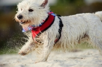 Picture of wet West Highland White Terrier, running