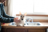 Picture of Wet wheaten Scottish Terrier puppy trying to escape a sink after bathtime.