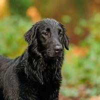 Picture of wet working flat coat retriever 