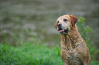 Picture of wet yellow labrador retriever in front of a pond