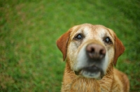 Picture of wet yellow labrador retriever looking up