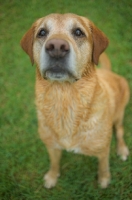 Picture of wet yellow labrador retriever begging