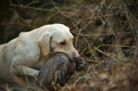 Picture of wet yellow labrador retriever retrieving pheasant from a lake