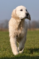 Picture of wet young Golden Retriever