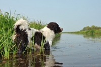 Picture of Wetterhoun standing in water