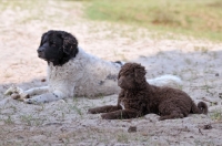 Picture of Wetterhound adult and puppy
