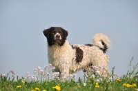 Picture of Wetterhound against blue sky