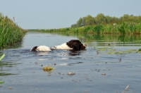 Picture of Wetterhound crossing river