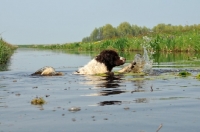 Picture of Wetterhound crossing water