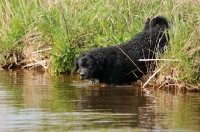 Picture of Wetterhound going into water