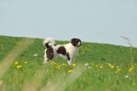 Picture of Wetterhound in field