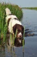 Picture of Wetterhound near water side