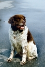 Picture of wetterhound on a grey background in holland