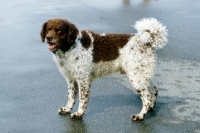 Picture of wetterhound on a grey background in holland