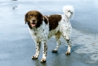 Picture of wetterhound on a grey background in holland