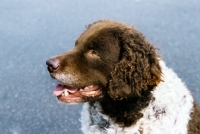 Picture of wetterhound, portrait on a grey background in holland