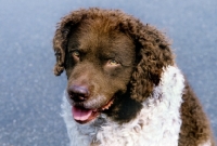 Picture of wetterhound, portrait on a grey background in holland