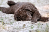 Picture of Wetterhound puppy lying down
