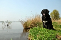 Picture of Wetterhound sitting near waterside