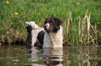 Picture of Wetterhound standing in water