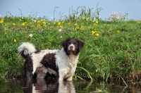 Picture of Wetterhound standing in water